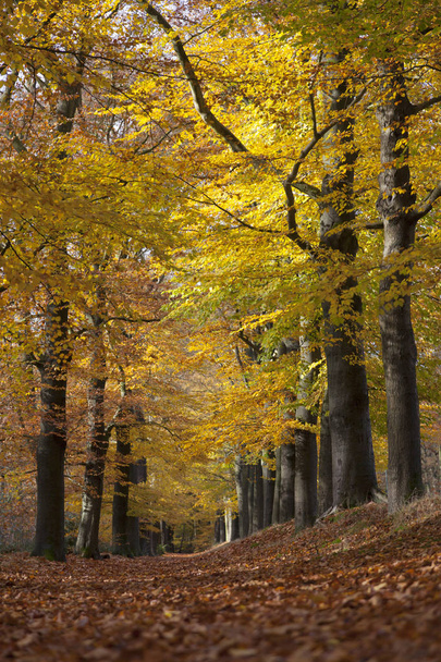 forest lane between yellow leaves of beech trees in the fall - Foto, Bild