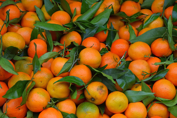 Oranges mandarines fraîches mûres aux feuilles vertes
 - Photo, image