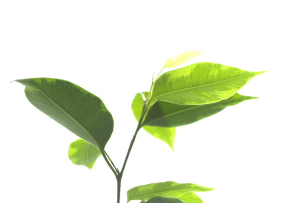 closeup of ficus plant on white background - Zdjęcie, obraz