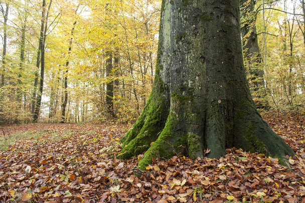  tree with moss forest in autum - Foto, Bild