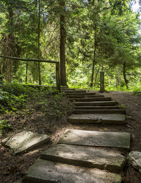 stairway in forest - Photo, image