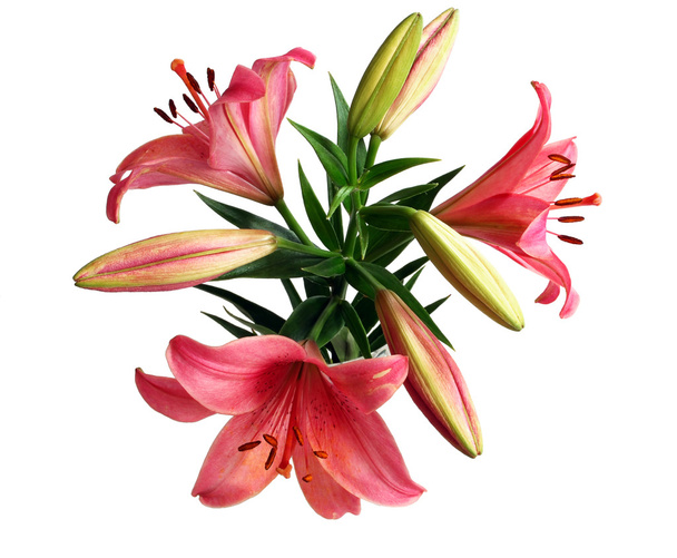 Bouquet de lys
 - Photo, image