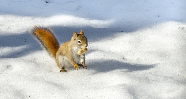 Fiery orange tail, Red squirrel on Springtime corn snow looking for num nums to eat in corn snow of Northern Ontario woodland. - Photo, Image
