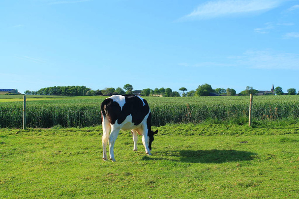Normandië koeien in etretat, Frankrijk - Foto, afbeelding