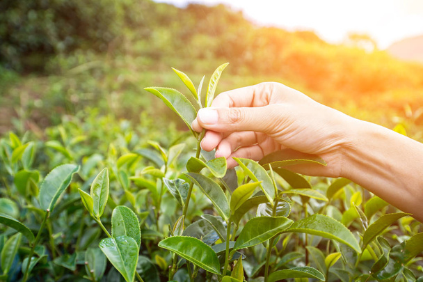 Beautiful Asian girl picking tea leaf in tea plantation - Foto, immagini