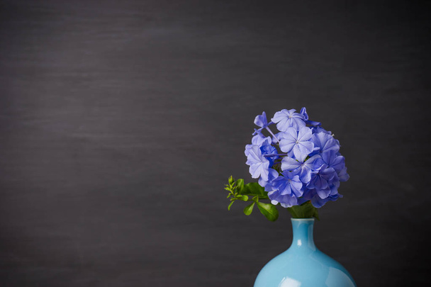 Flores de plumbago azul en jarrón
 - Foto, Imagen