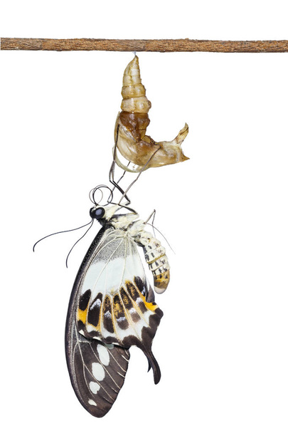 Borboleta de rabo de andorinha isolada (Papilio demolion) emergin
 - Foto, Imagem