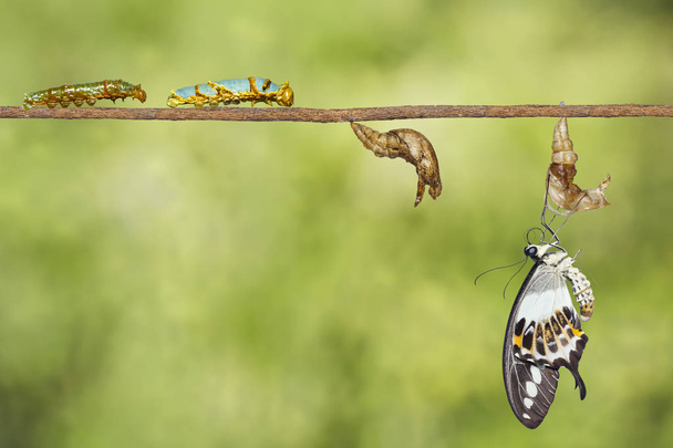 Трансформация бабочки-ласточницы (Papilio demolion)
 - Фото, изображение