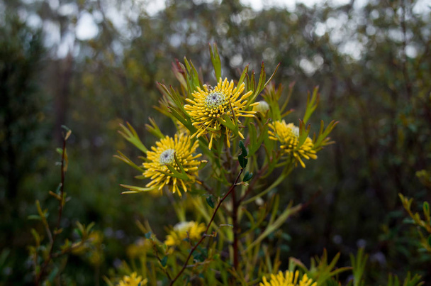 Australian Yellow Bush Flower Narrowleaf Drumstick - Photo, Image