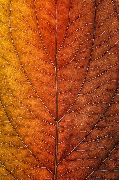 Nahaufnahme von Herbstblättern - Foto, Bild