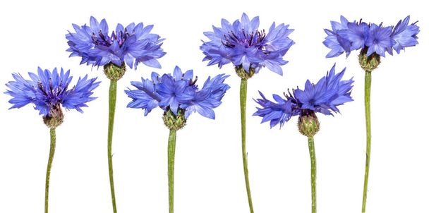 Kornblumensatz isoliert. Blaue Blumen. - Foto, Bild