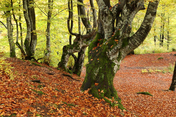 Golden autumn in beech forest - Foto, Imagen