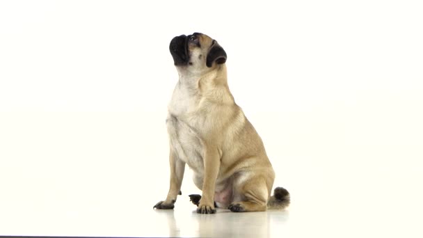 Sad pug is sitting and begging for dry food. White background - Footage, Video