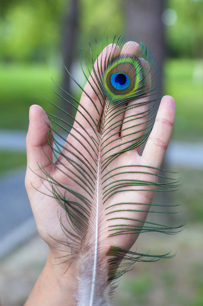 Piuma di pavone sulla mano
 - Foto, immagini