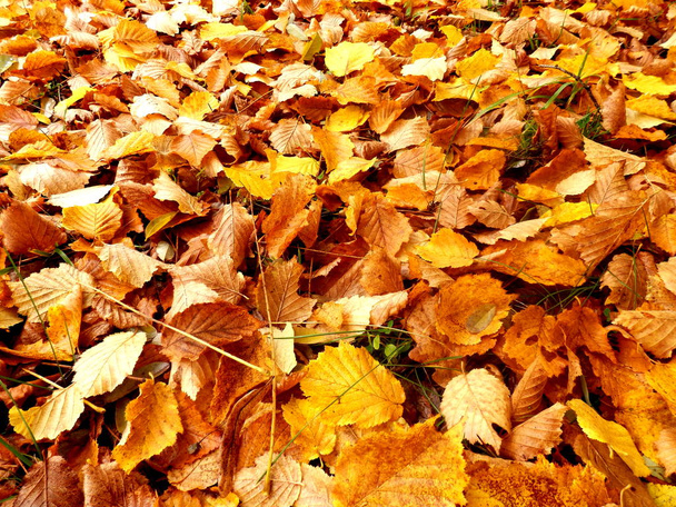 килим осіннього листя
 - Фото, зображення