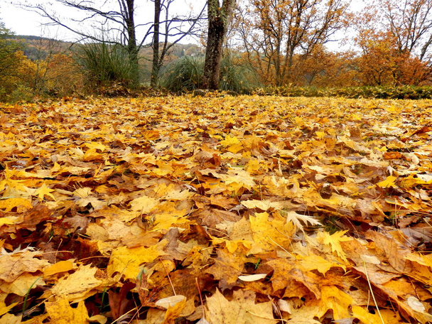 Alfombra de hojas de otoño
 - Foto, Imagen