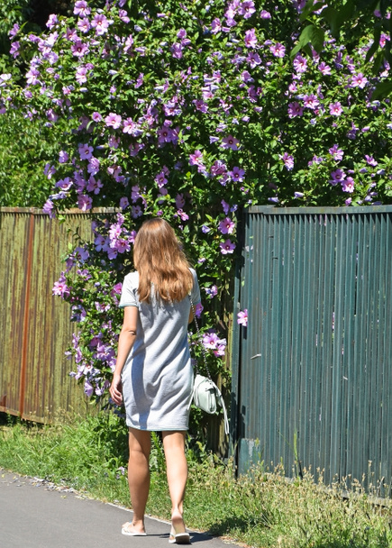 Femme marche à côté d'un buisson de mauve
 - Photo, image
