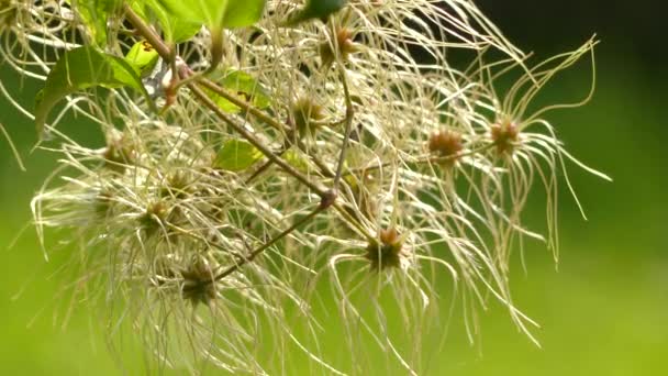 Clematis vitalba (vanhan miehen parta ja kulkijan ilo) on Ranunculaceae-perheen pensas. Tuoksuva vihertävän valkoisia kukkia pörröinen taustalla verholehdet
. - Materiaali, video