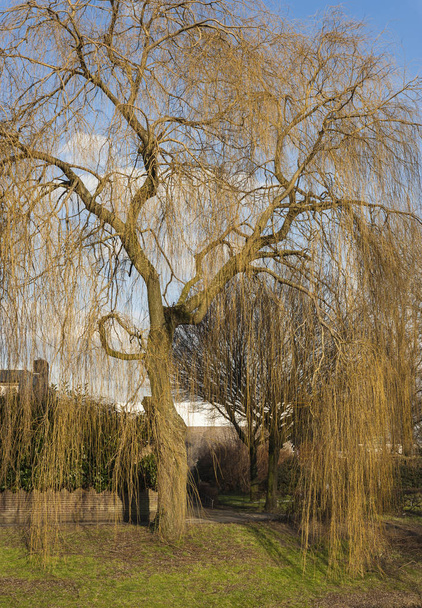 Weeping willow tree in winter time. - Photo, Image