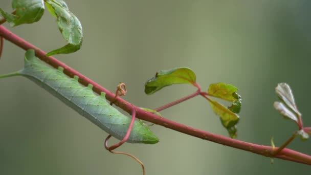 Зеленый червь Caterpillar, висящий от лозы в бризе, 4K
 - Кадры, видео