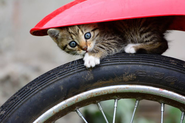 Gato en rueda de motocicleta
 - Foto, Imagen