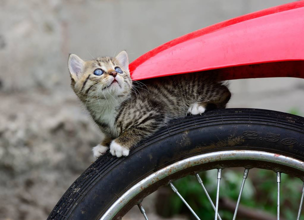 Gato en rueda de motocicleta
 - Foto, Imagen