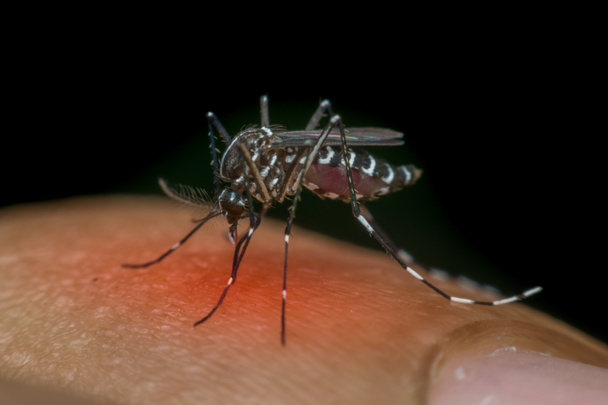 Macro de mosquito (Aedes aegypti) chupando sangre
 - Foto, Imagen