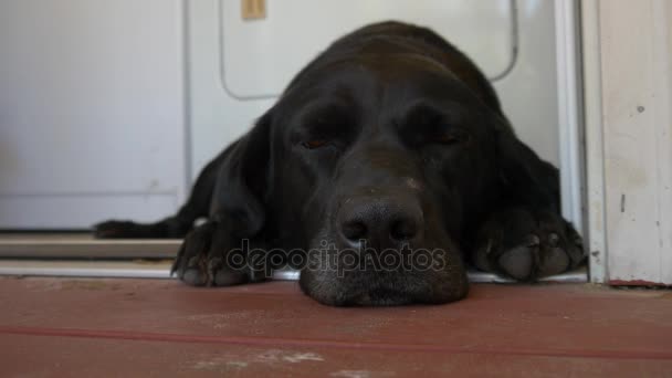 Černý Labrador spí na zadní verandě, 4k - Záběry, video
