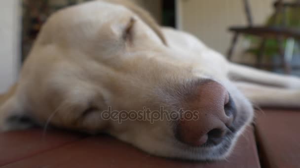 Tiro apertado de cão dormindo na plataforma de madeira, 4K
 - Filmagem, Vídeo