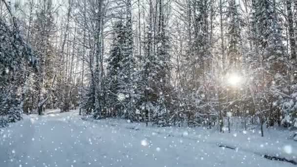 Βρόχο Cinemagraph, 4k, χιόνι που υπάγονται στο δάσος το χειμώνα, - Πλάνα, βίντεο