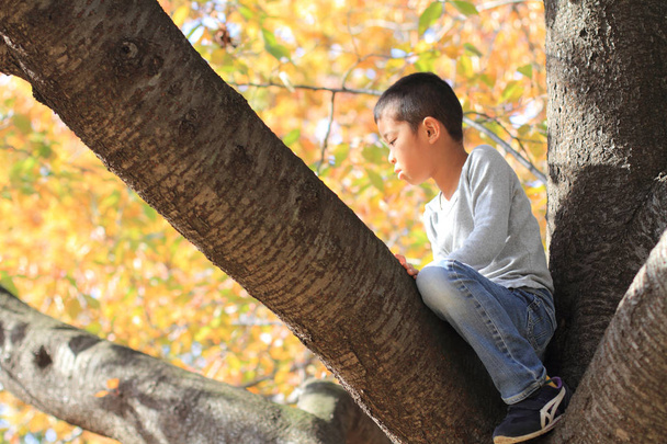 木に登って日本少年 (小学校第 1 学年) - 写真・画像