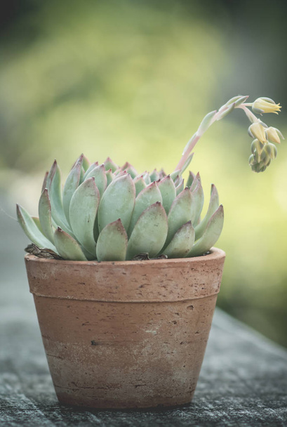Nice cactus with flower  - Фото, изображение