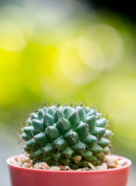 Nice cactus with blurred background - Foto, immagini