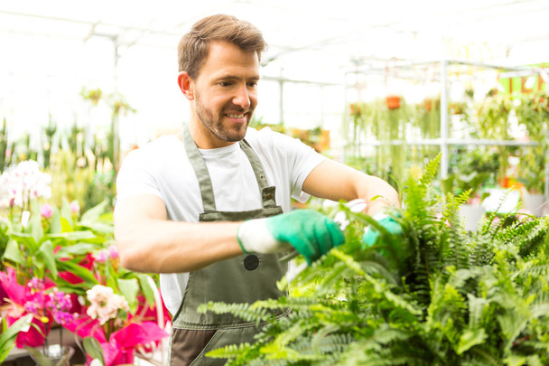 Man harvesting vegetables in a greenhouse - Foto, imagen