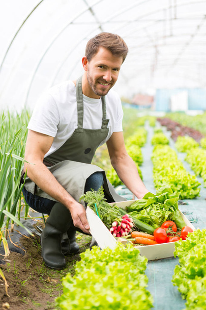  Man harvesting vegetables in a greenhouse - Photo, Image