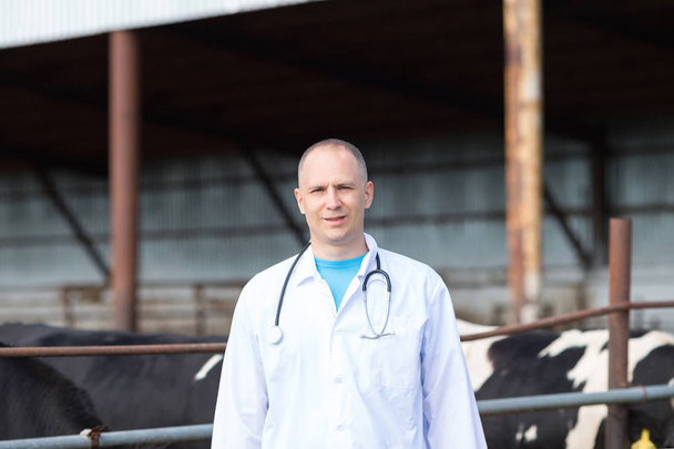 vétérinaire à la ferme vaches
 - Photo, image