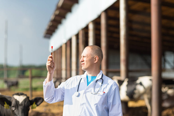 állatorvos, a farm tehén - Fotó, kép