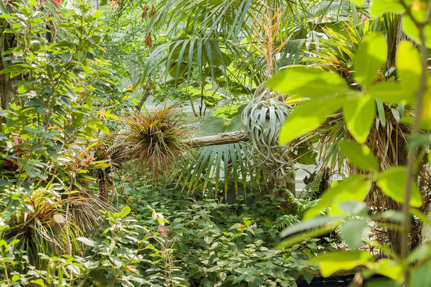 diverse jungle planten - Foto, afbeelding