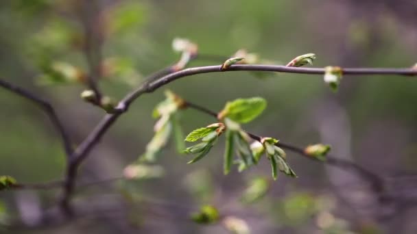 Young leaves nature background out of focus and in focus - 映像、動画