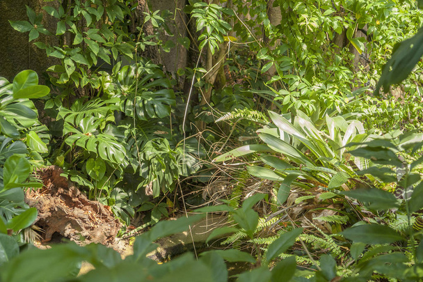 різні рослини джунглі
 - Фото, зображення