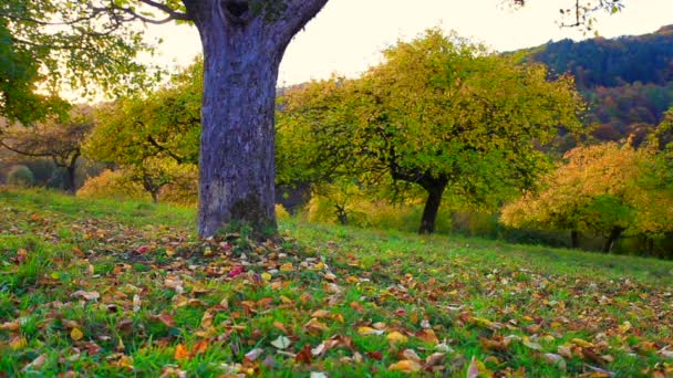 οπωρώνα Λιβάδι τα μήλα και τα φυλλώματα πέφτουν από το δέντρο το φθινόπωρο - Πλάνα, βίντεο