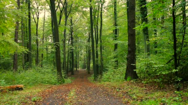 Outono paisagem floresta tropical no Siebengebirge
 - Filmagem, Vídeo