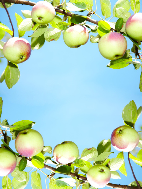Apples - frame - Fotografie, Obrázek