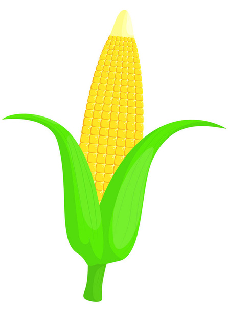 corn vector illustration - Vector, Image