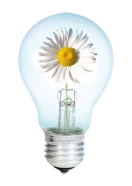 Electrobulb with oxeye - 写真・画像