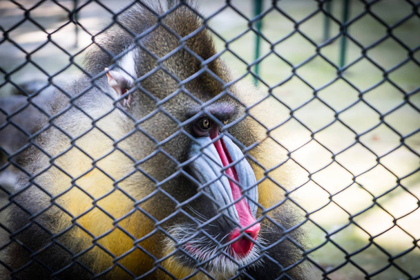 Mandrill'di Maymun maymun üzgün yüz bir kafes arkasında - Fotoğraf, Görsel