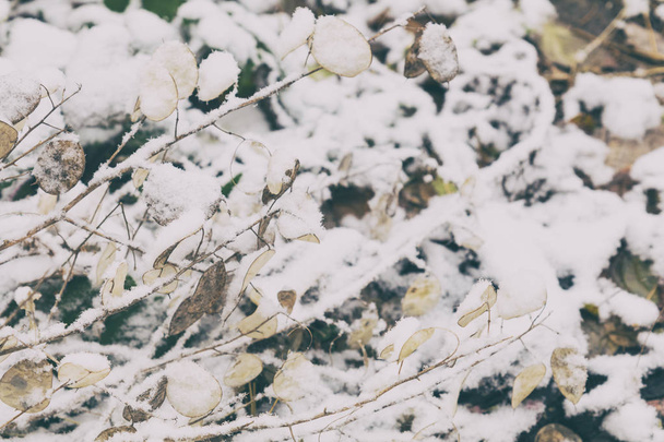 Зимний фон с сухими травами и лунарией
 - Фото, изображение
