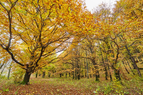 Deciduous forest in the autumn - Foto, imagen