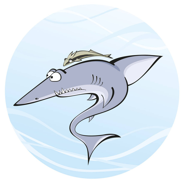 Акулы-ремора
 - Фото, изображение