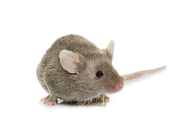 šedá myš ve studiu - Fotografie, Obrázek
